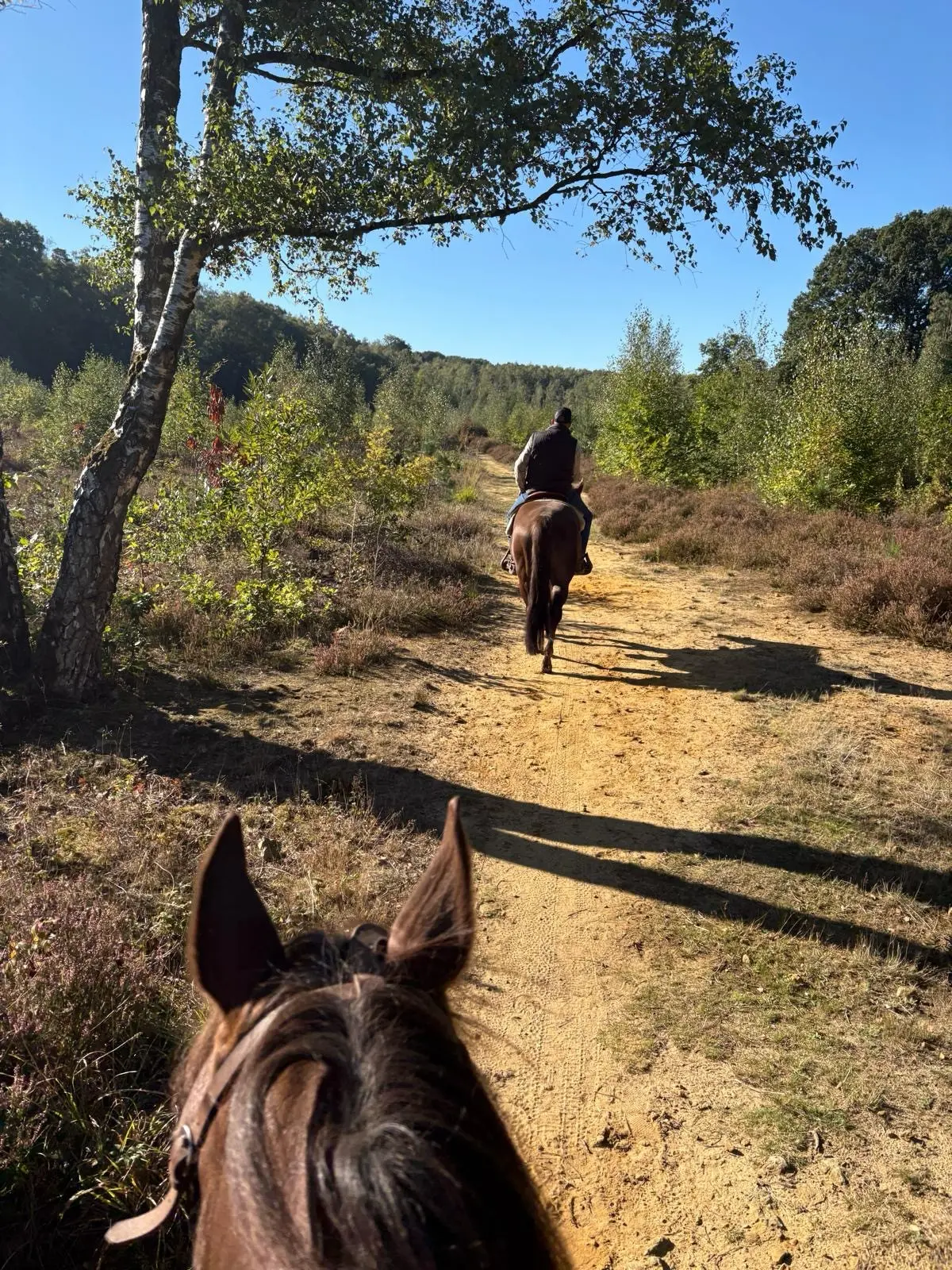 Vu entre les oreilles de Pippa